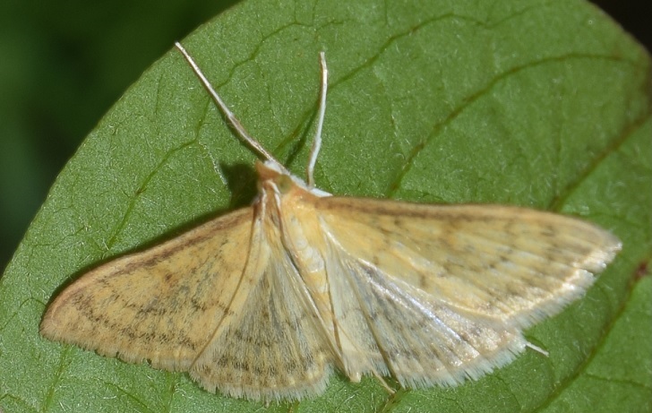 Paratalanta hyalinalis (Crambidae)? S